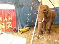 Circus olifant