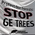 GM-bomen gevaar voor natuur