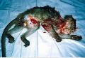 Een van de vele proefdieren die in HLS zijn gedood