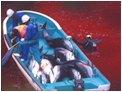 Japanse vissers doen hun bloederige daad van agressie.