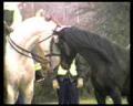 Natuurpaard fleemt met gedomesticeerd politiepaard