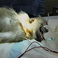 Xenotransplantation on monkey