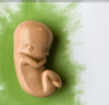 Een foto van de plastic foetus die verspreid wordt