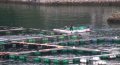 Vissers zetten dolfijnen voor de dolfinariumhandel over naar zeekooien