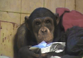Chimpansee Regina in haar kelder in Litouwen