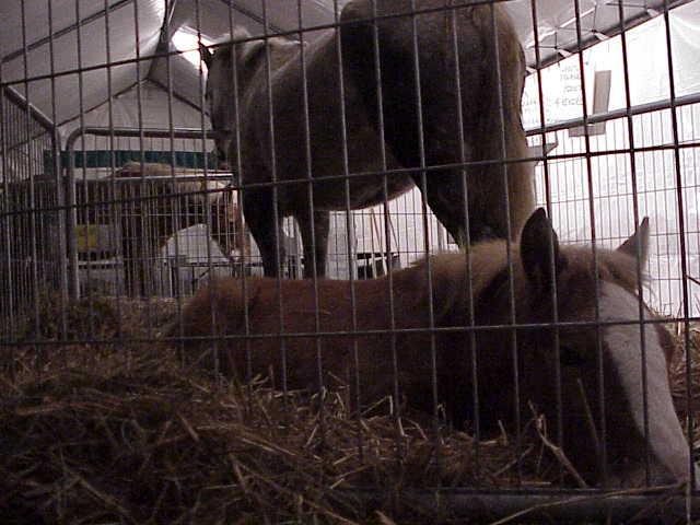 Dieren op de infomarkt van Conféderation Paysanne