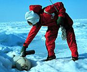 Greenpeace: Canadese regering moet zeehondenjacht stoppen
