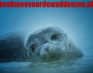 Waddenzee in zorgen... (foto by; see topic)