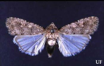 Spodoptera frugiperda 