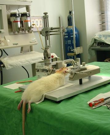 experiment op een rat