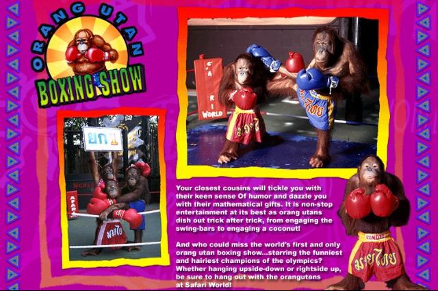 Intelligent endangered apes used in dumb boxing shows