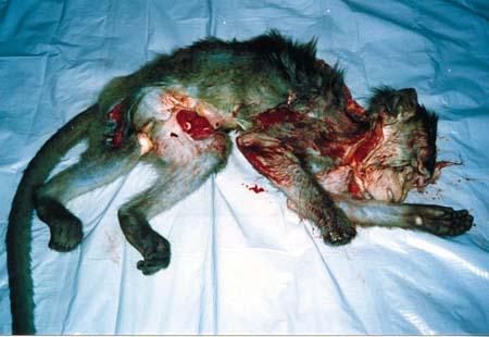 Een van de vele proefdieren die in HLS zijn gedood