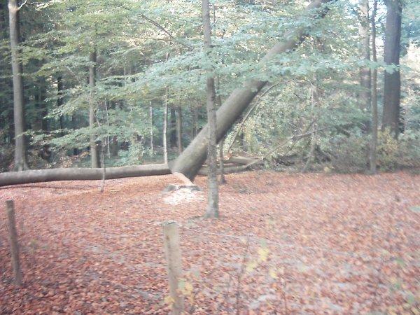 Op 10/10 kapte Marcel Fort 5 beuken