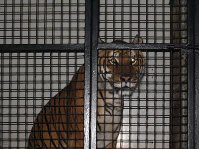 Tijger in klein hok.