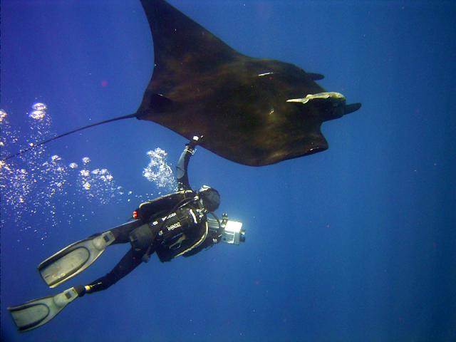 Documenting the highly endangered Pacific Giant Manta