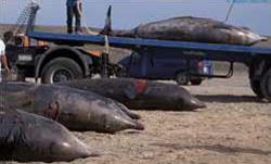 Walvissen worden verwijderd na dood te zijn gestrand op de Canarische Eilanden..