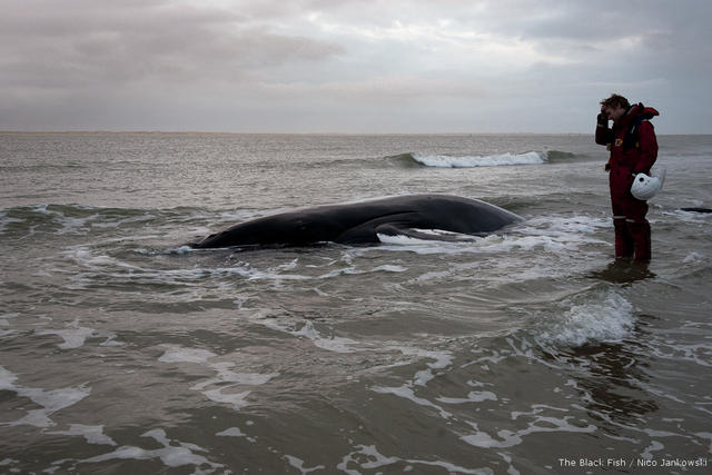 Schipper Wietse bij de net overleden bultrug walvis