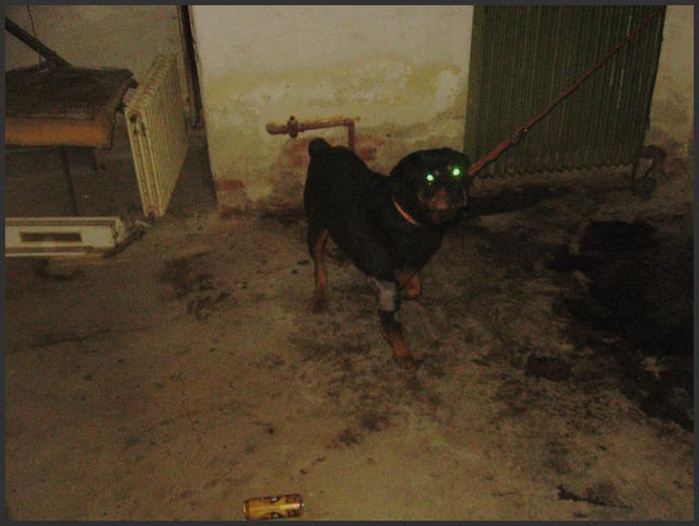 Dog in basement Kuncovka